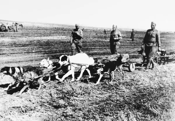Собаки санитарно-ездовой службы