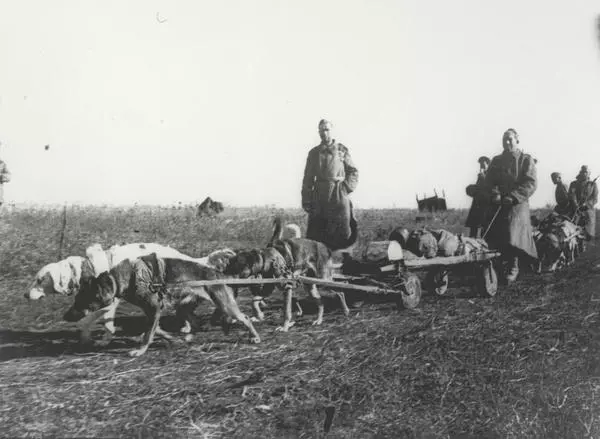 Собаки санитарно-ездовой службы