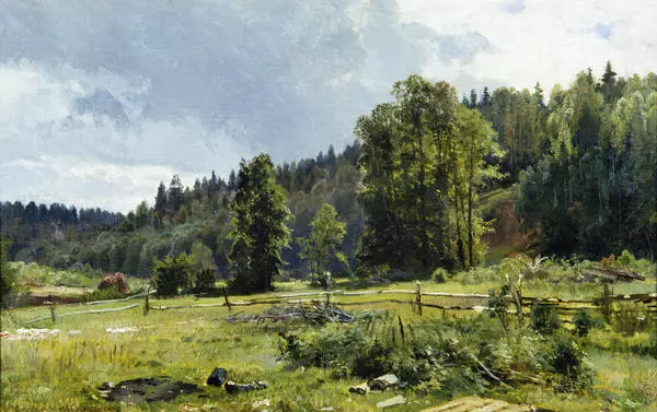 Луг на опушке леса. Сиверская