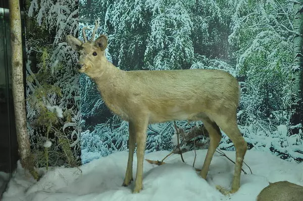 Сибирская косуля