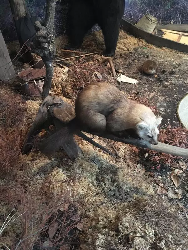 Соболь
