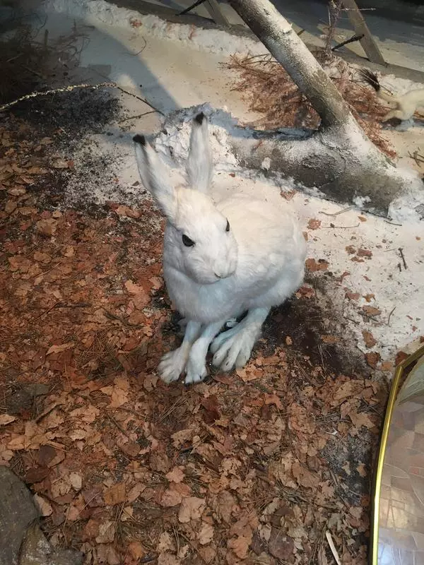 Заяц-беляк