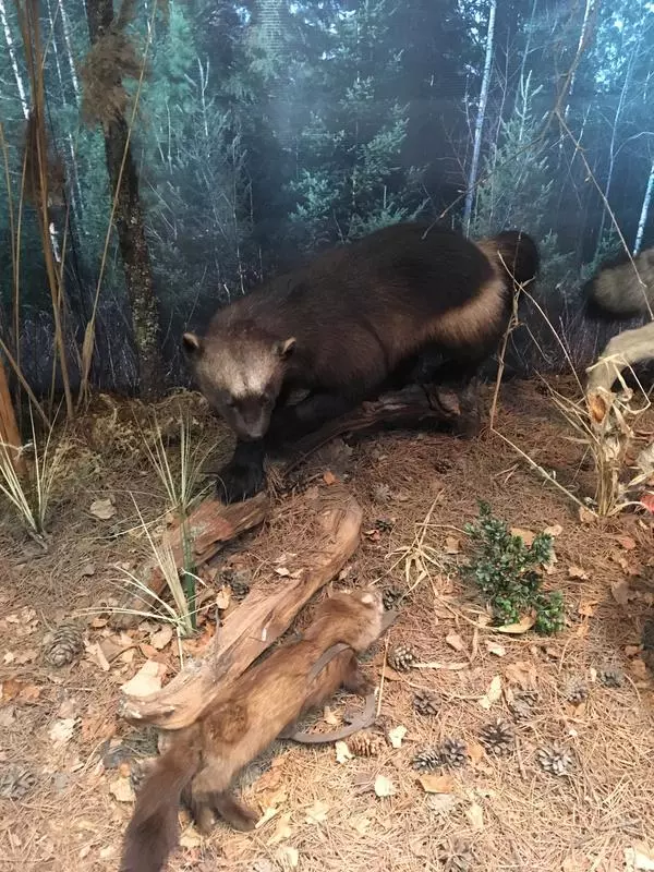 Росомаха