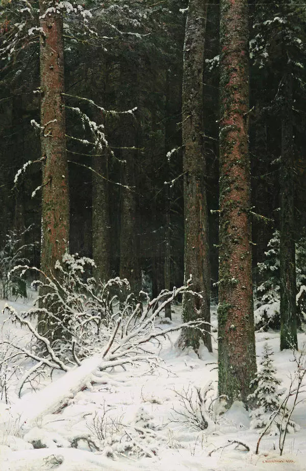 Еловый лес зимой