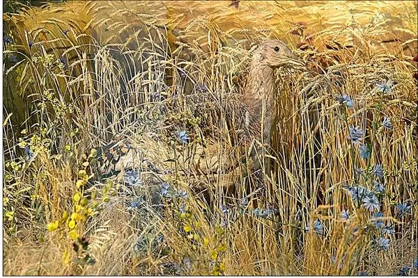 Галерея музея