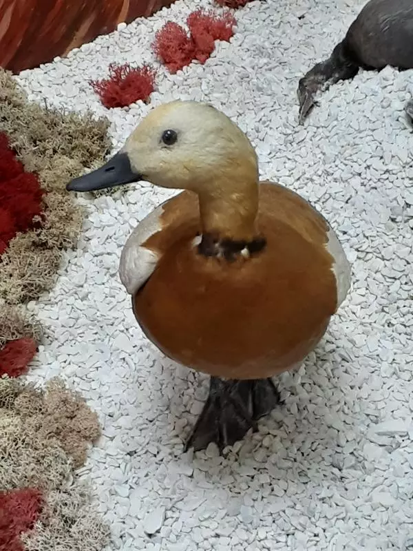 Огарь
