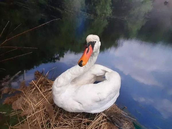 Чучело лебедя