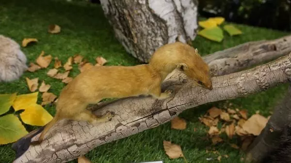 Чучело ласки