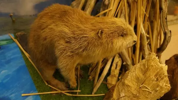 Чучело бобра