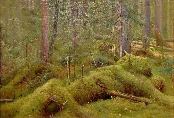 Старый лес летом