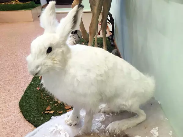 Чучело зайца