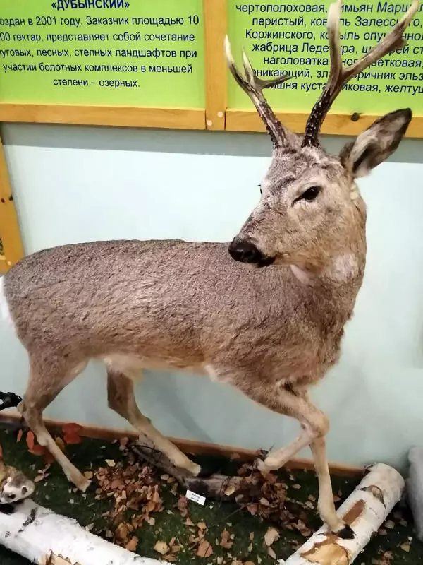 Чучело косули