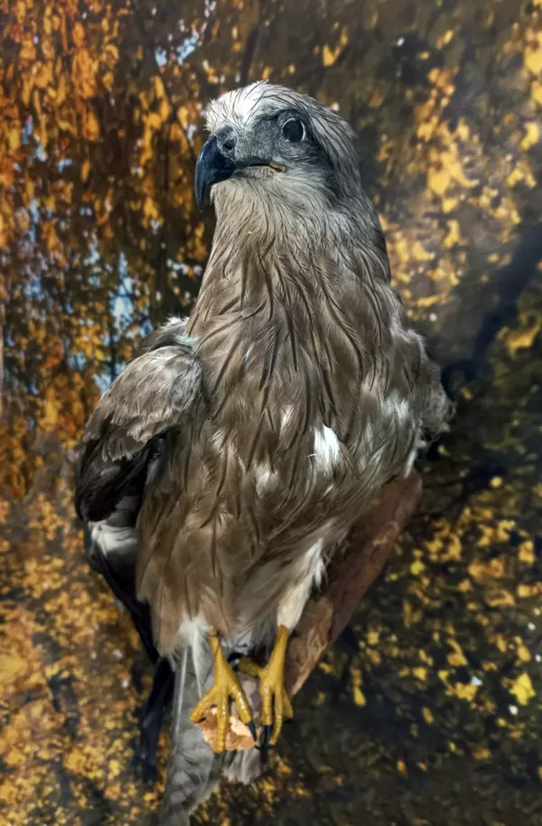 Коршун