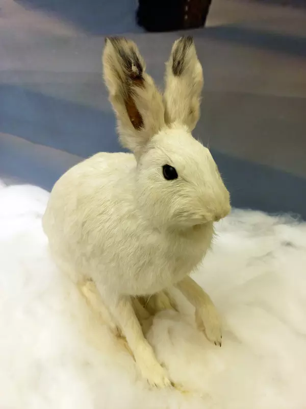 Заяц