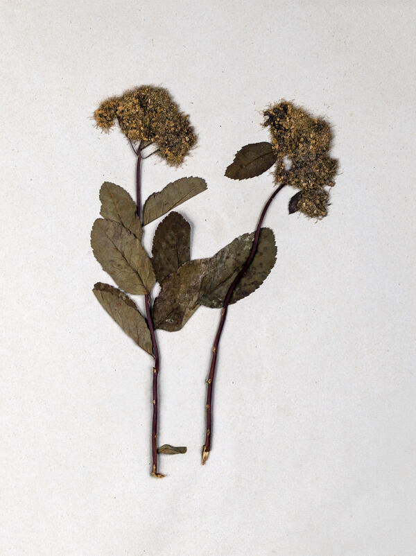 Спирея березолистная (Spiraea betulifolia)