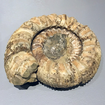 Аммонит Pavlovia sp.