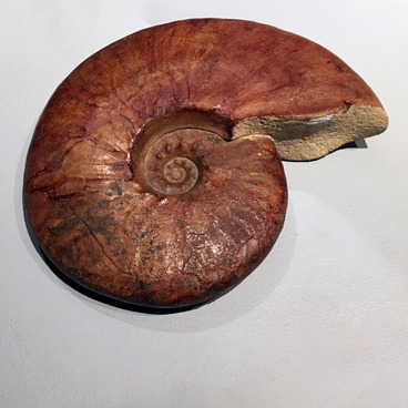 Аммонит Hoplites sp.