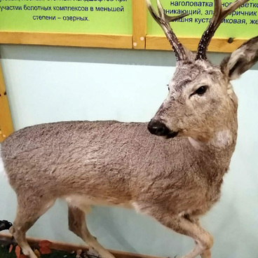 Чучело косули