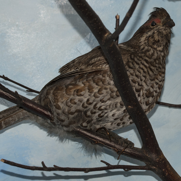 Серая куропатка (Perdix perdix)