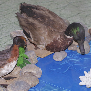 Кряква (Anas platyrhynchos)