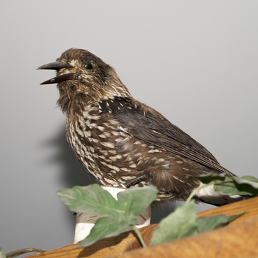 Обыкновенный скворец (Sturnus vulgaris)