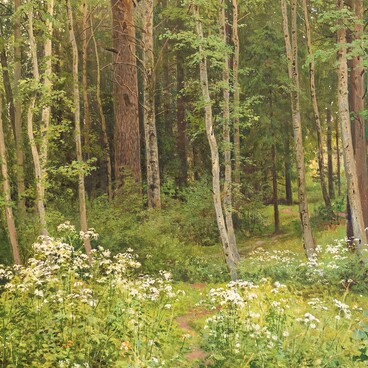 Внутренность леса