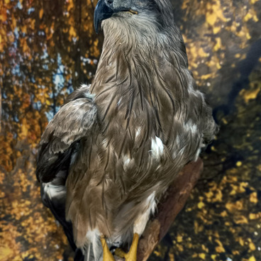 Коршун