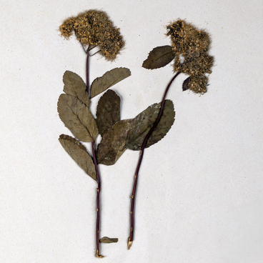 Спирея березолистная (Spiraea betulifolia)