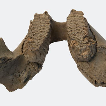 Шерстистый мамонт (Mammuthus primigenius)