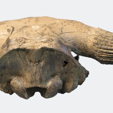 Череп первобытного бизона (Bison priscus)