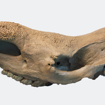 Шерстистый носорог (Coelodonta antiquitatis)